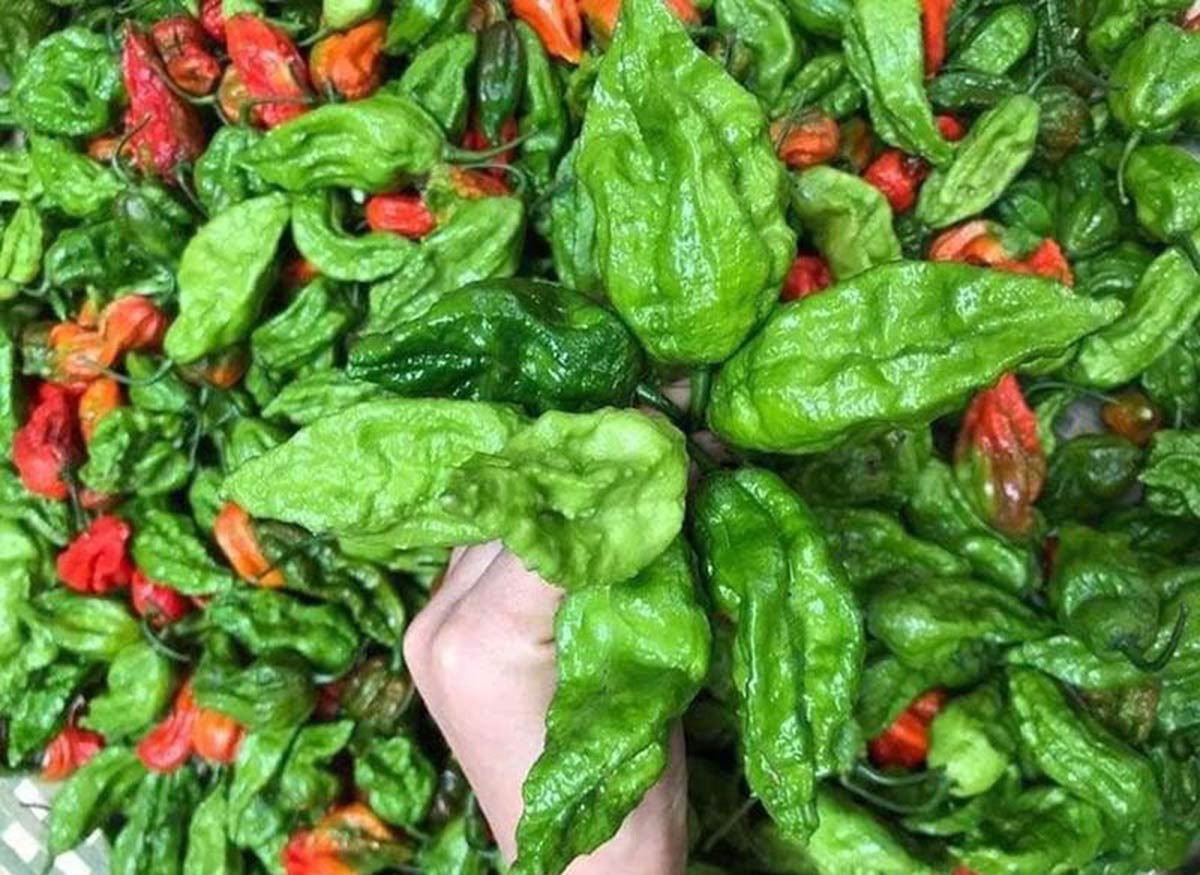Những loại ớt độc lạ, giá đắt đỏ vẫn được lùng mua ở Việt Nam