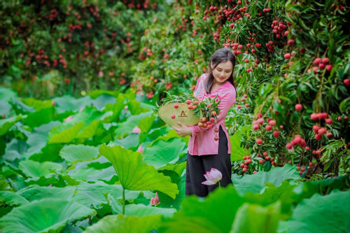 The most beautiful litchi orchard in Thanh Ha