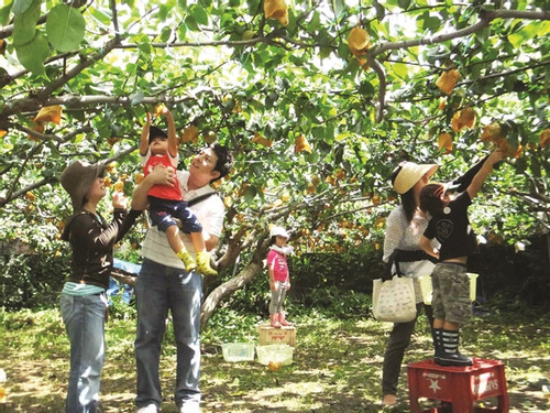 Binh Duong's fruit orchards: A day tour