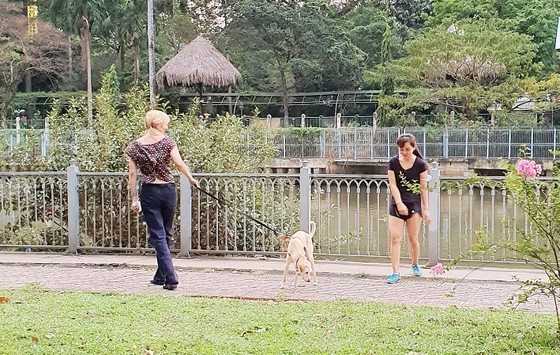 Hanoi establishes teams to catch stray dogs