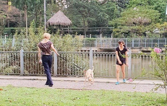 Hanoi establishes teams to catch stray dogs ảnh 1