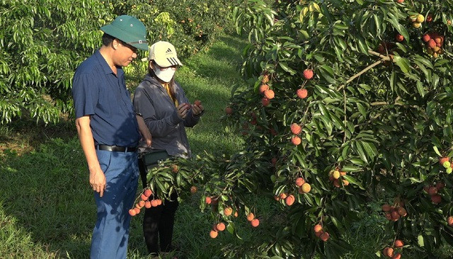 Vietnam’s first batch of lychees arrives in UK