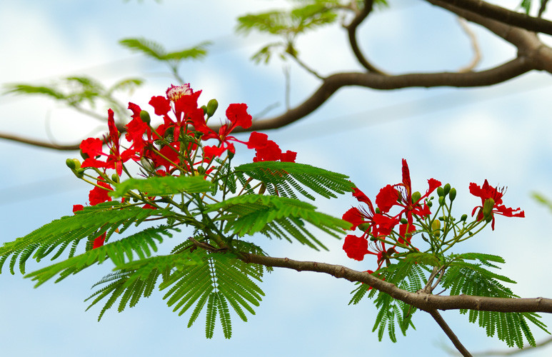 Chi hàng chục triệu cho lễ tri ân: Trọng chữ tình hay ưa hình thức?