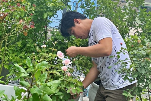 Người đàn ông phủ kín sân thượng bằng vườn hoa hồng rực rỡ sắc hương