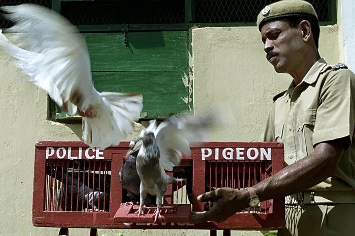 Tại sao cảnh sát Ấn Độ vẫn dùng bồ câu đưa thư?