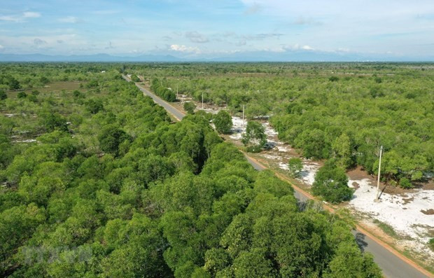 Vietnam’s forest coverage remains at 42.02%: agriculture ministry