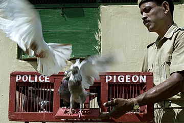 Bồ câu đưa thư - những giao liên đáng tin cậy của cảnh sát Ấn Độ