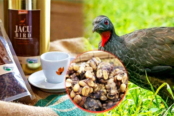 Cà phê phân chim 'quý như vàng', giá gần 40 triệu đồng/kg