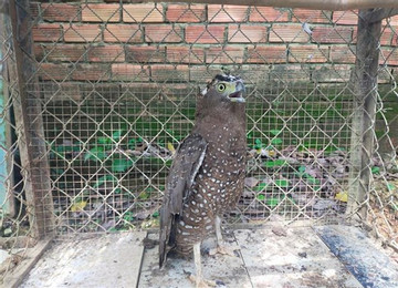 Rare Burmese peacock-pheasant discovered in Binh Phuoc
