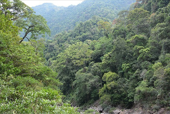 Vietnam can earn US$200 million from selling forest carbon credit certificates ảnh 1