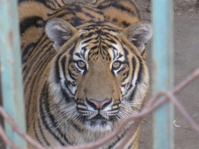 Management of captive tigers in VN improved with DNA sampling