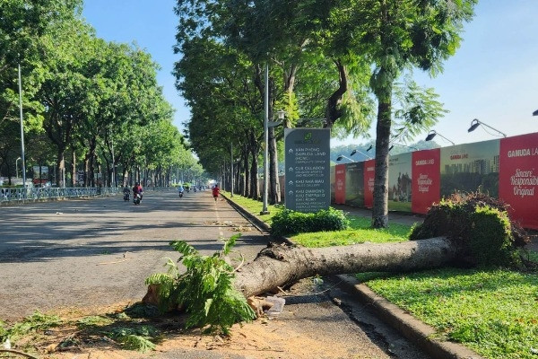 Đường TP.HCM ngổn ngang cây xanh ngã đổ sau trận mưa giông lớn
