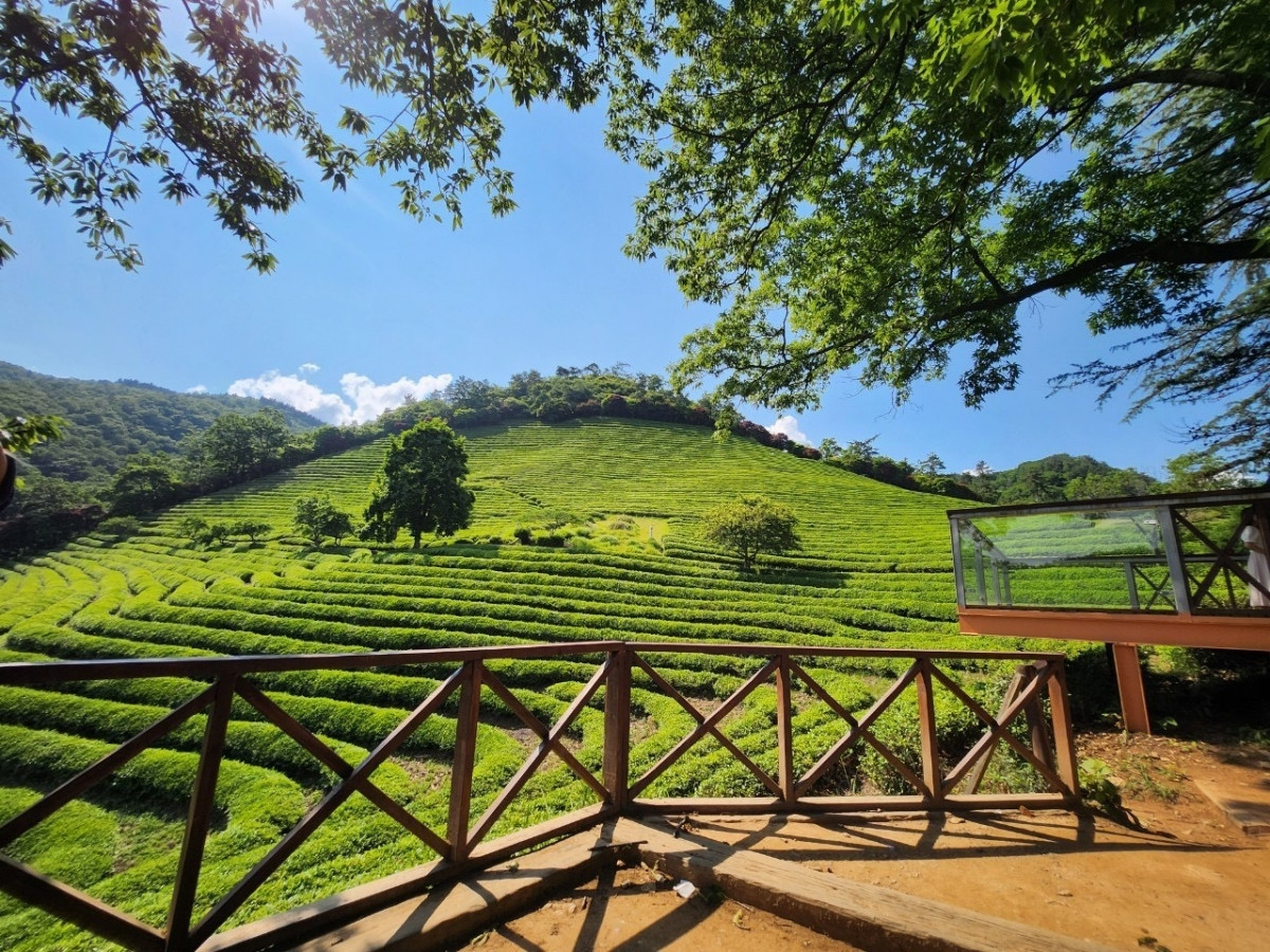 visa-free tour from da lat to rok launched picture 1