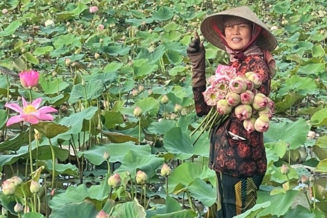 Chàng kỹ sư miền Tây thuyết phục bố mẹ trồng sen, mỗi ngày kiếm tiền triệu