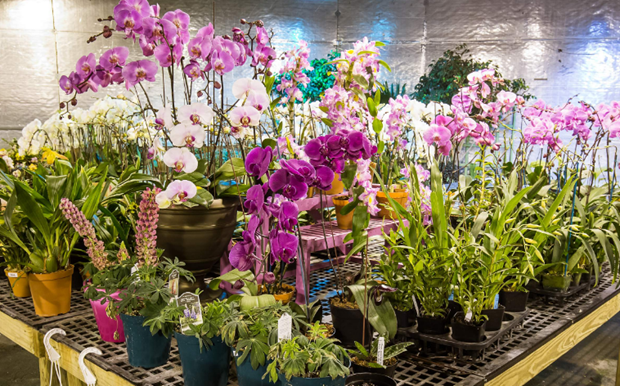 High-tech applications help Hanoi flower growers earn higher incomes