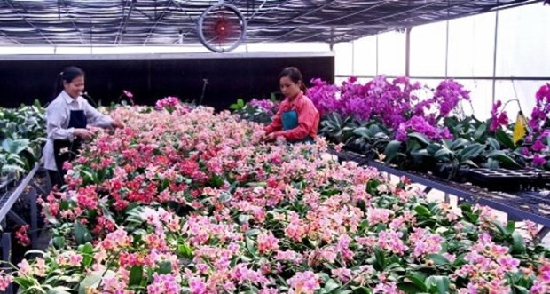 High-tech applications help Hanoi flower growers earn higher incomes hinh anh 2