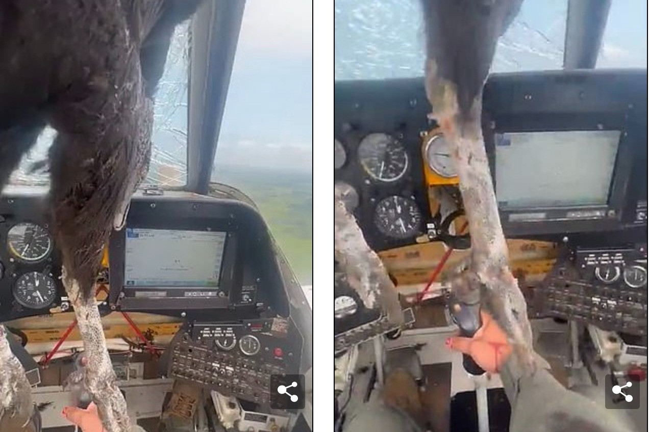 Khoảnh khắc chim đâm xuyên kính chắn gió máy bay