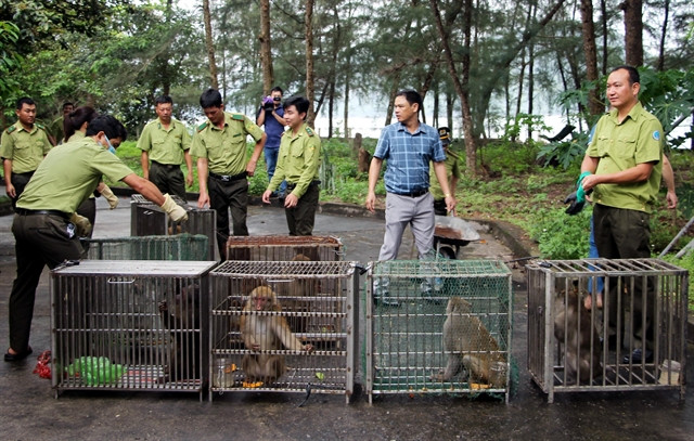 Ten monkeys released into the wild at Bai Tu Long National Park