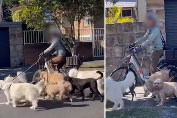 Cô gái đi xe đạp điện dắt theo 7 chú chó gây phẫn nộ