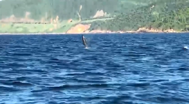 Dolphins spotted off Da Nang coast hinh anh 1