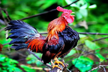Giống gà đắt đỏ gáy giống tiếng cười, khách khắp thế giới tò mò tới xem