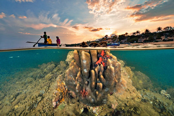 Amazing underwater photos captured by Vietnamese photographer