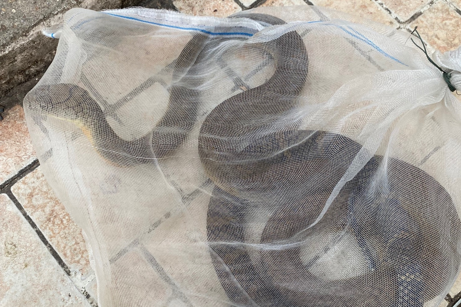 Lên rừng tìm ong bán kiếm tiền nuôi con, người đàn ông bị rắn hổ chúa tấn công