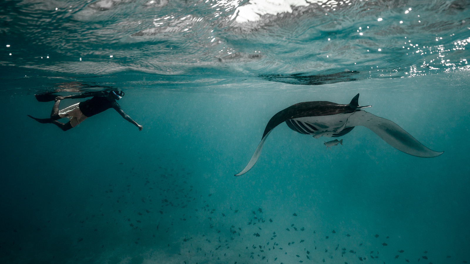 Amazing underwater photos captured by Vietnamese photographer