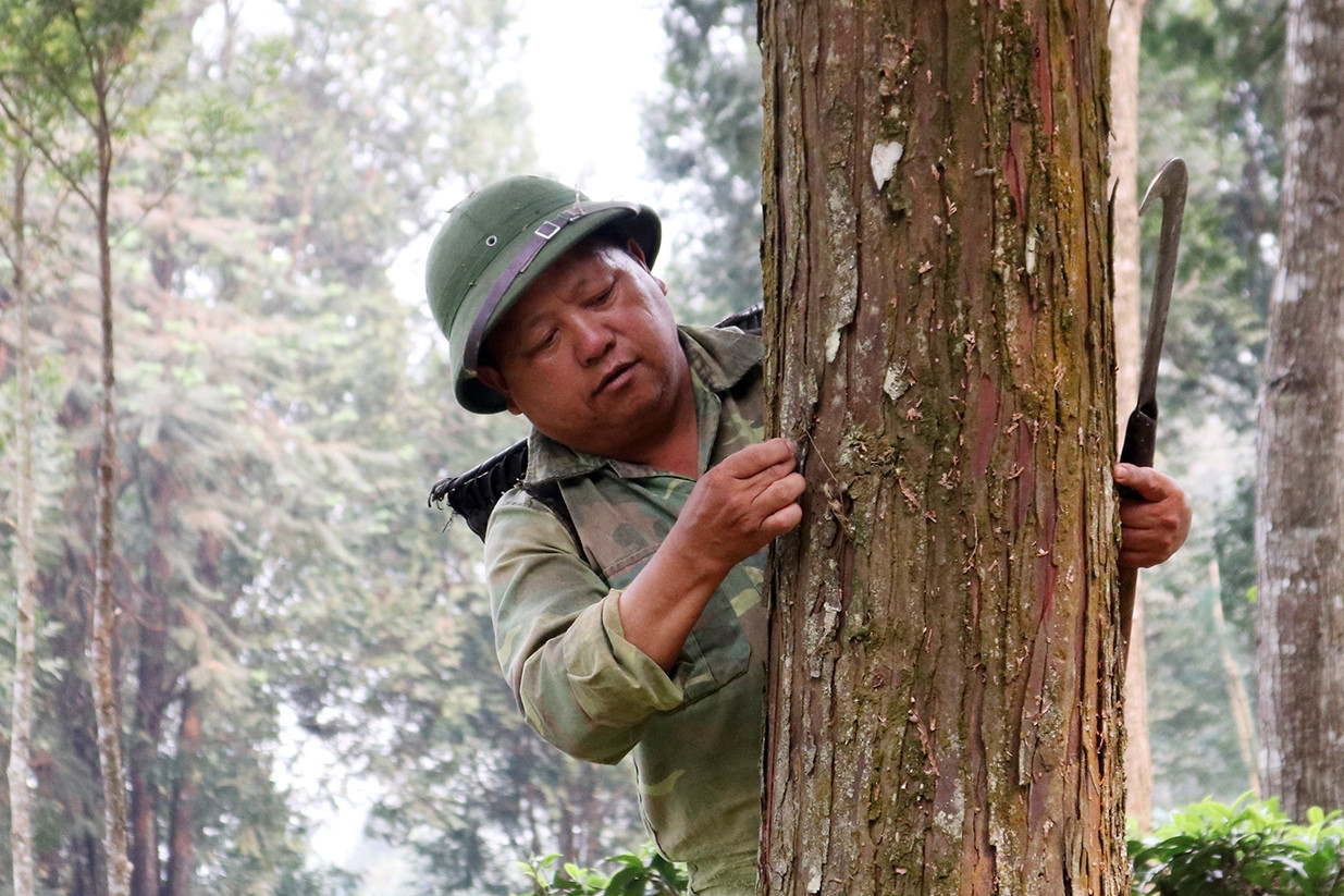 Millionaire spends his fortune, vows to protect precious wood forest