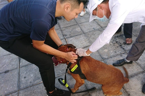 Rabid dog attacks six people in Hanoi