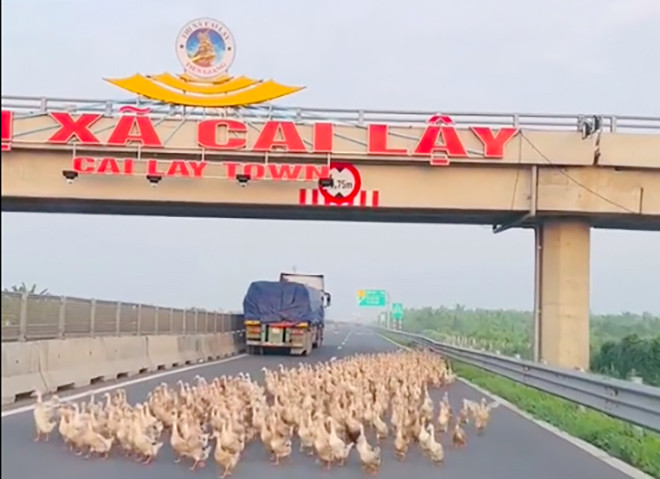 Đàn vịt hàng trăm con bất ngờ tràn vào cao tốc Trung Lương