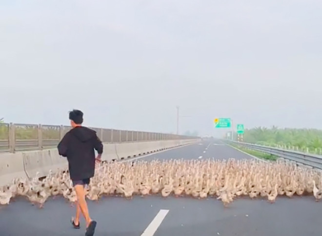 Đàn vịt hàng trăm con bất ngờ tràn vào cao tốc Trung Lương