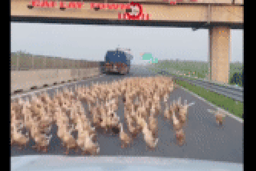Đàn vịt hàng trăm con bất ngờ tràn vào cao tốc Trung Lương - Mỹ Thuận