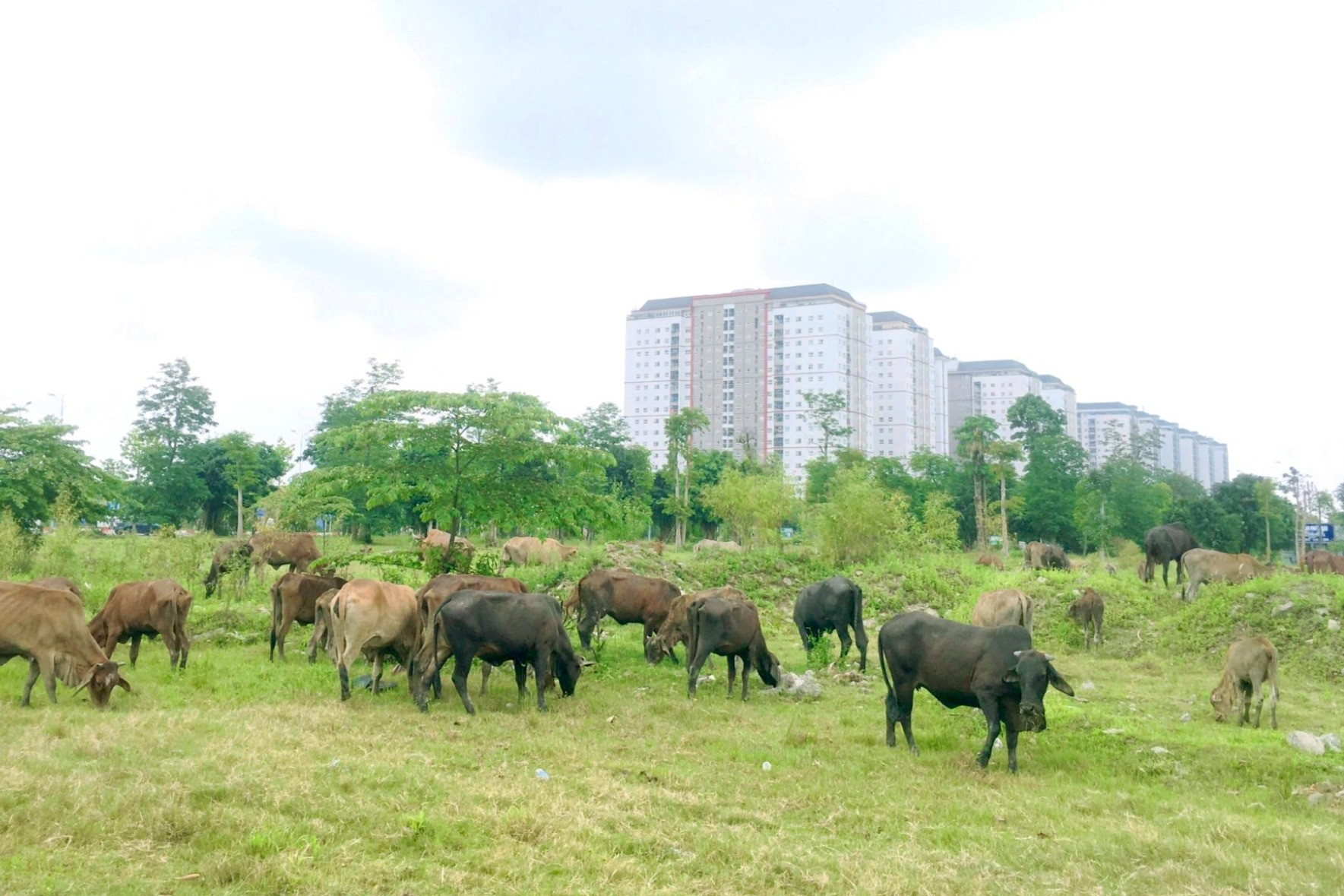 Kinh nghiệm lưu thông cùng xe siêu trường, siêu trọng