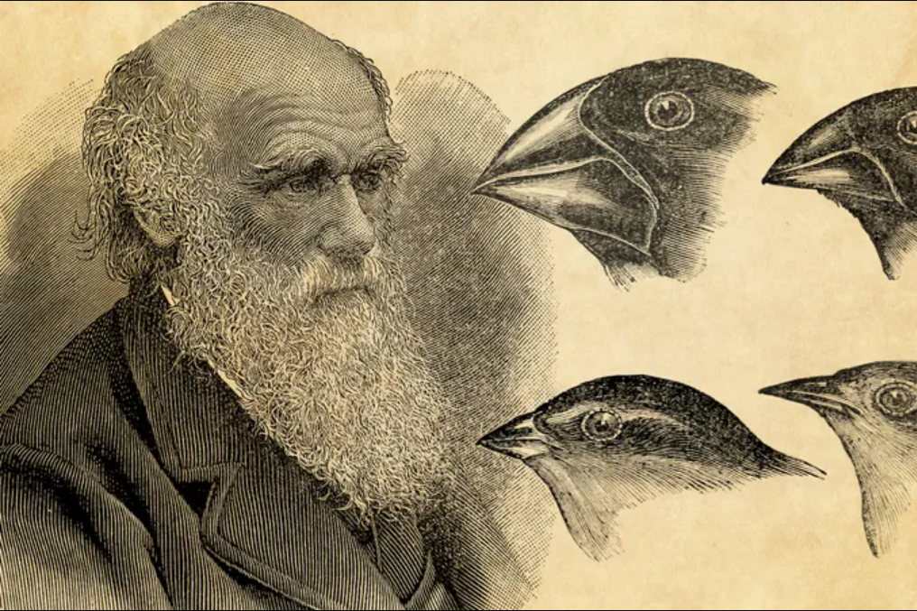 Quốc gia nào cấm Thuyết tiến hóa Darwin trong chương trình học? VN