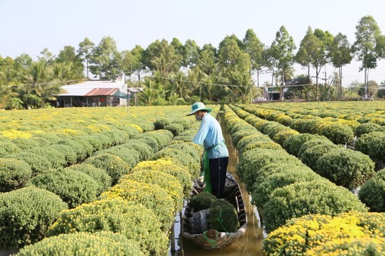 Ornamental plant, flower production generates high economic value in Dong Thap ảnh 1