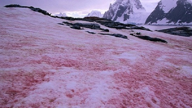 Tuyết màu dưa hấu tan chảy đáng sợ tại Bắc Cực