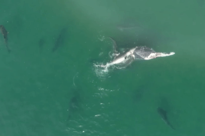 Khoảnh khắc kinh hoàng 50 con cá mập hổ điên cuồng cắn xé xác cá voi lưng gù