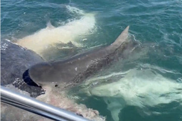 Video 50 con cá mập điên cuồng cắn xé xác cá voi lưng gù