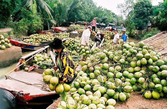 Vietnam to negotiate coconut export to US ảnh 1