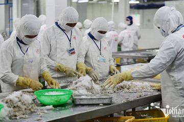 VN's shrimp exports anticipated to reach only about US$3 billion this year
