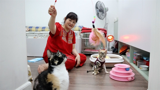 Hanoi's 'catwoman’ houses abandoned felines