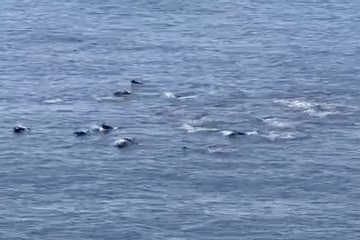 Tourists enjoy dolphins swimming off Phu Yen coast