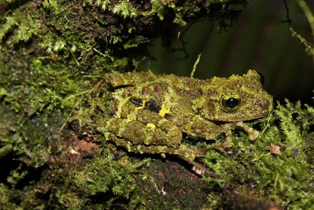 Vietnam discovers 158 new species during 2021-2022