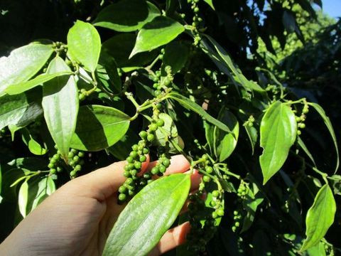 Vietnam does not face challenge from Cambodia pepper exports to China: experts