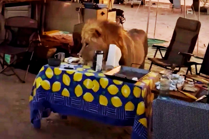 Sư tử vào khu cắm trại, thản nhiên dạo quanh bàn ăn du khách như 'phim kinh dị'