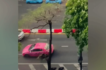 Cây xanh bật gốc đè trúng taxi đang đi trên đường