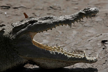 Phát hiện cá sấu sinh sản không cần giao phối đầu tiên trên thế giới