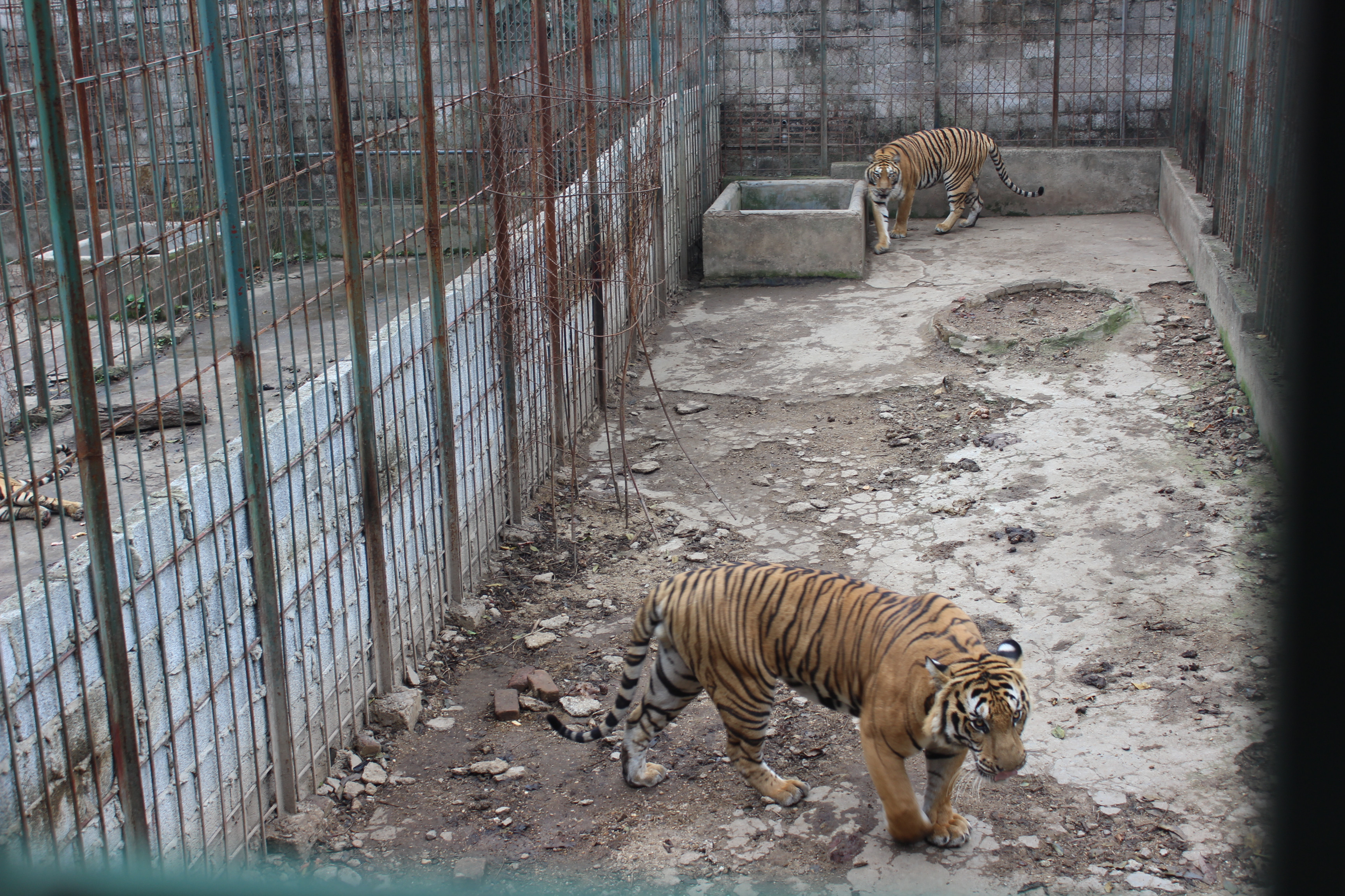 Thai Nguyen family hands over six captive tigers