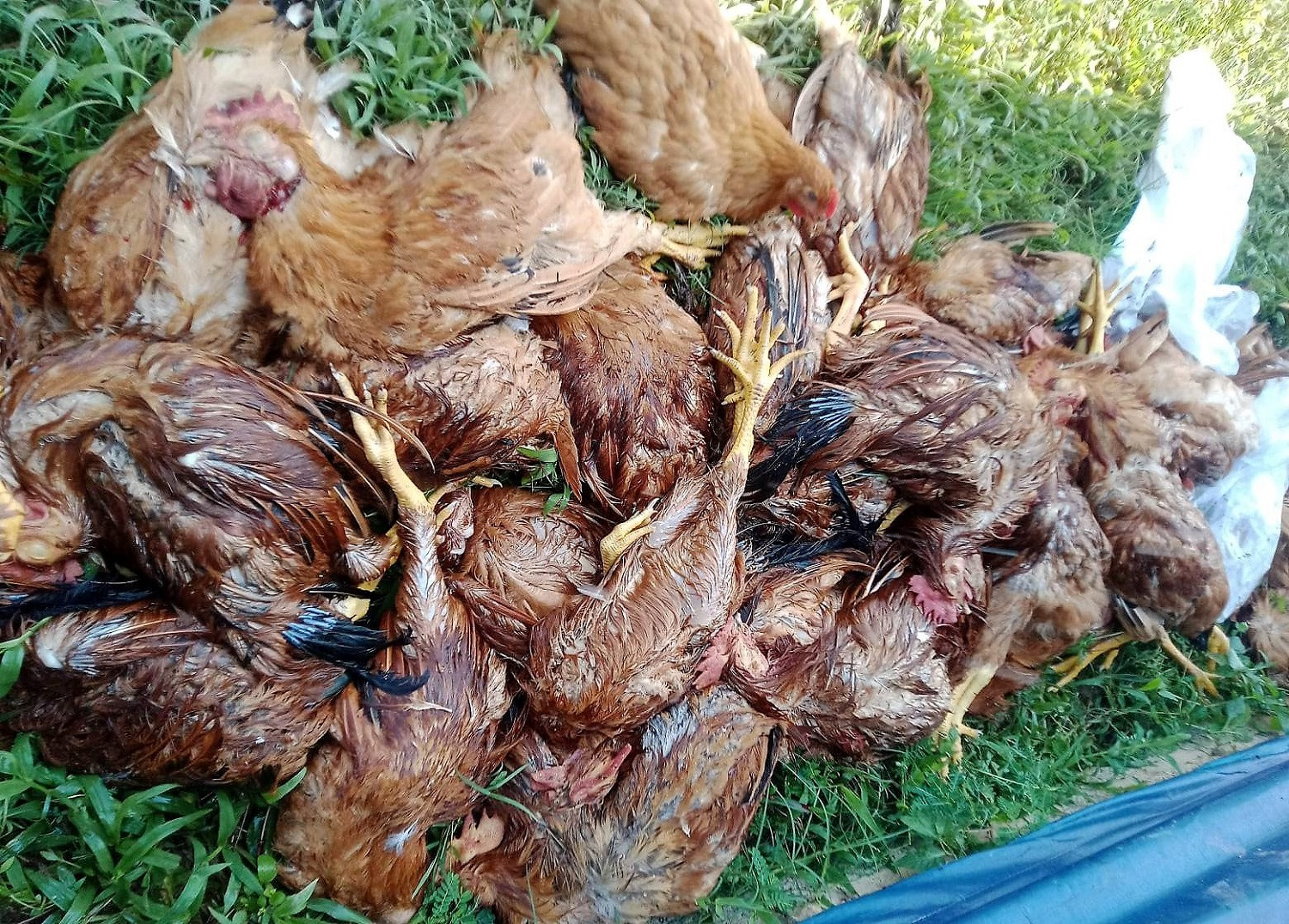 Trang trại của anh Thìn thiệt hại gần 1.000 con gà do mất điện đột ngột